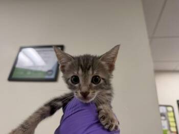 GIA -  Domestic Short Hair Cat for Adoption in Doral, Florida - GIA | PetCurious
