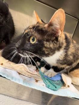 Domestic Short Hair Cats Available for Adoption in Providence Forge, Virginia - McFlurry | PetCurious
