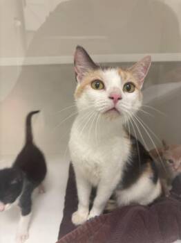 Martha -  Domestic Short Hair Cat for Adoption in Greenfield, Indiana - Martha | PetCurious