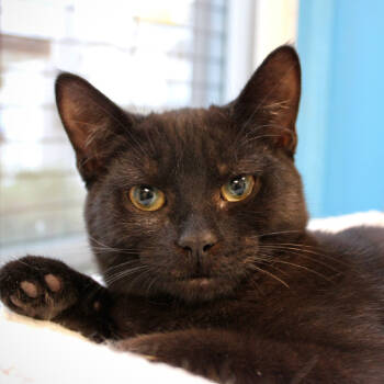 Rescue Domestic Short Hair Cats for Adoption in Port Washington, New York - Salem | PetCurious