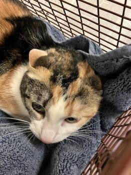 Domestic Short Hair Cats Available for Adoption in Long Beach, California - A757517 | PetCurious