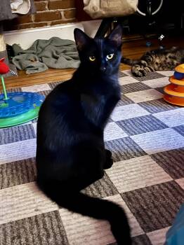 Domestic Short Hair Cats Available for Adoption in Denver, Colorado - Murdoc | PetCurious