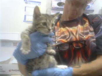 Domestic Short Hair Cats Available for Adoption in Albuquerque, New Mexico - COLBY | PetCurious