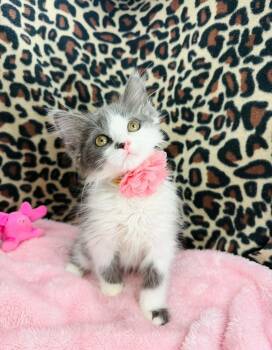 Brooke -  Ragamuffin and Domestic Long Hair Cat for Adoption in Tavares, Florida - Brooke | PetCurious