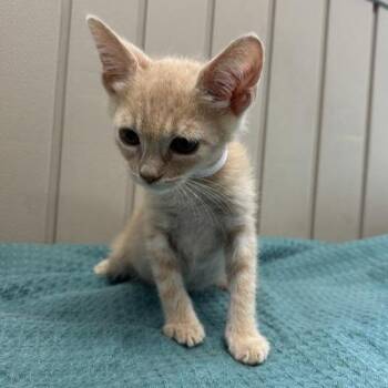 Sunset -  Domestic Short Hair Cat for Adoption in Hawthorne, California - Sunset | PetCurious