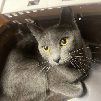 Petra -  Domestic Short Hair Cat for Adoption in Allentown, Pennsylvania - Petra | PetCurious