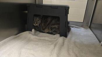 Domestic Short Hair Cats Available for Adoption in Wichita, Kansas - ShyGuy | PetCurious