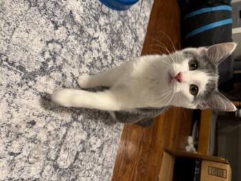 Rescue Domestic Short Hair Cats for Adoption in Guthrie, Oklahoma - Mary Sanderson | PetCurious