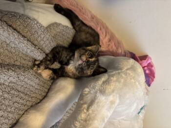 Domestic Short Hair Cats Available for Adoption in Bethel Park, Pennsylvania - Toffee | PetCurious