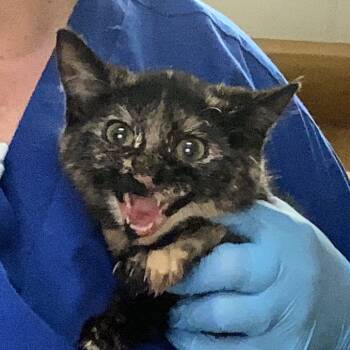 Rescue Domestic Short Hair Cats for Adoption in Greenville, South Carolina - Broccolini | PetCurious