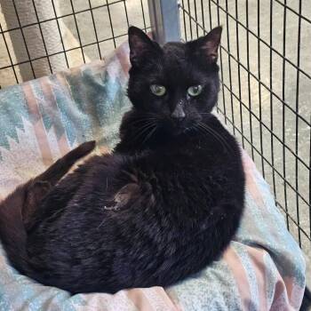 Domestic Short Hair Cats Available for Adoption - Junebug | PetCurious