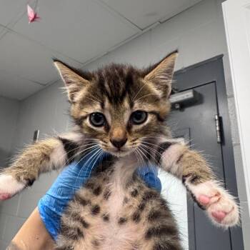 Penny -  Domestic Short Hair Cat for Adoption in Greenville, South Carolina - Penny | PetCurious