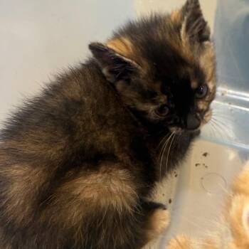 Pepper Jack -  Domestic Short Hair Cat Available for Adoption in Winston-salem, North Carolina - Pepper Jack | PetCurious