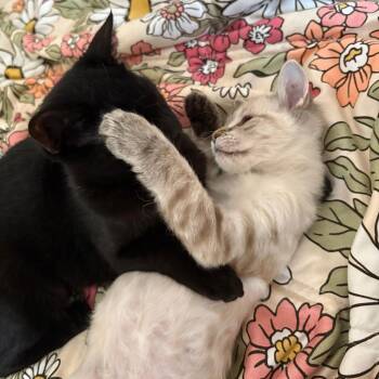 Siamese Cats Available for Adoption - Pee Weena & Pearlita | PetCurious