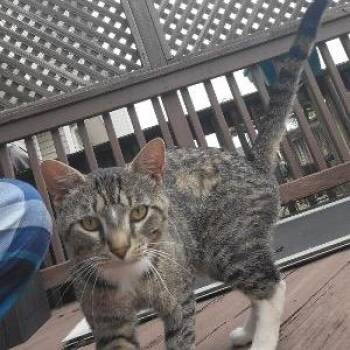 Griff Carpenter -  Domestic Short Hair Cat for Adoption in Merrifield, Virginia - Griff Carpenter | PetCurious