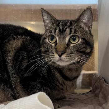 Milo -  Domestic Short Hair Cat for Adoption in Chattanooga, Tennessee - Milo | PetCurious