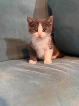 Domestic Short Hair Cats Available for Adoption in Houston, Texas - Emory | PetCurious