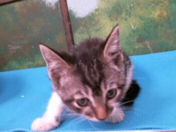 Domestic Short Hair Cats Available for Adoption in Houston, Texas - TALLIE | PetCurious