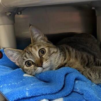 Mazzy Star -  Domestic Short Hair Cat for Adoption in Mentor, Ohio - Mazzy Star | PetCurious