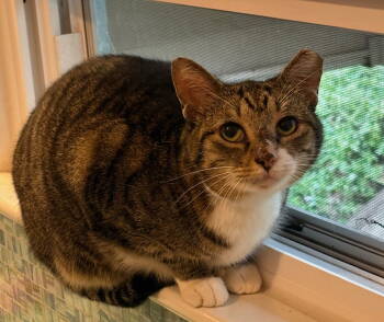 Rescue Domestic Short Hair Cats for Adoption in Herndon, Virginia - Squeak | PetCurious