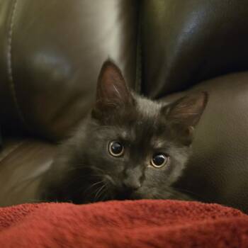 Ragamuffin -  Domestic Medium Hair Cat for Adoption in Los Angeles, California - Ragamuffin | PetCurious