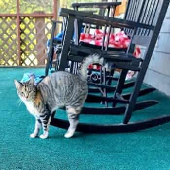 Domestic Short Hair Cats Available for Adoption - Lemmi | PetCurious