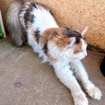 Princess Lea -  Domestic Long Hair Cat for Adoption in Los Angeles, California - Princess Lea | PetCurious