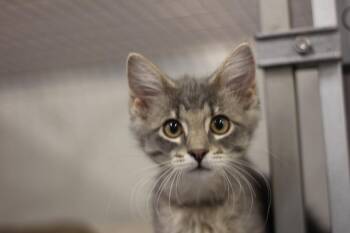 Domestic Long Hair Cats Available for Adoption in Rockford, Illinois - Timo & Toma (pre-adoption) | PetCurious