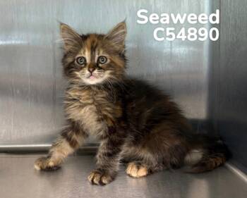 Seaweed -  Domestic Short Hair Cat for Adoption in Clarksville, Tennessee - Seaweed | PetCurious