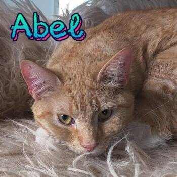 Domestic Short Hair Cats Available for Adoption - Abel | PetCurious