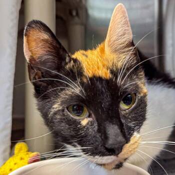 Food Court -  Domestic Short Hair Cat for Adoption in Kennebunk, Maine - Food Court | PetCurious
