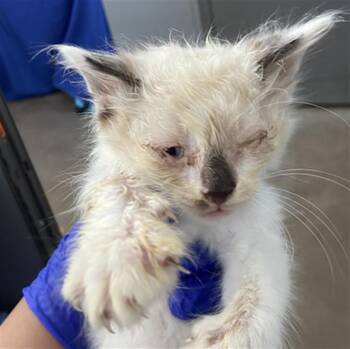 THIAGO -  Domestic Short Hair Cat for Adoption in Dallas, Texas - THIAGO | PetCurious