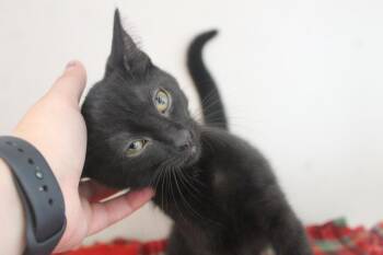 Eureeka -  Domestic Short Hair Cat for Adoption in Chestertown, Maryland - Eureeka | PetCurious