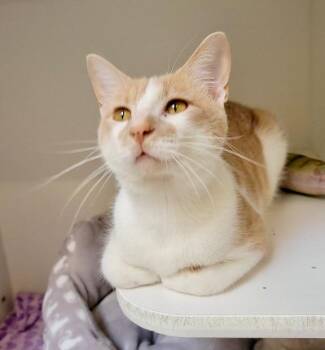 Gimli -  Domestic Short Hair Cat for Adoption in Columbia, Illinois - Gimli | PetCurious