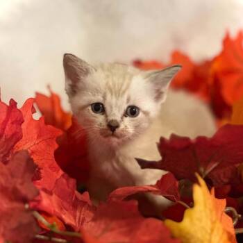 Epic -  Siamese Cat for Adoption in Newcastle, Oklahoma - Epic | PetCurious