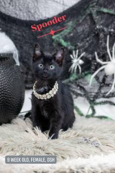Spooder -  Domestic Short Hair Cat for Adoption in Sevierville, Tennessee - Spooder | PetCurious