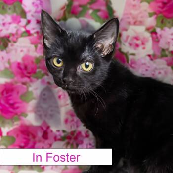 Rescue Domestic Short Hair Cats for Adoption in Chapel Hill, North Carolina - Sage | PetCurious