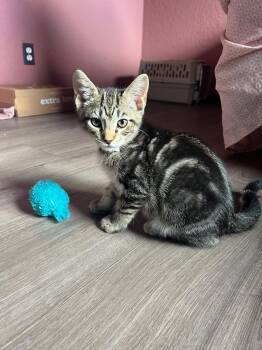 Rescue Tabby Cats for Adoption in Eugene, Oregon - Whale | PetCurious