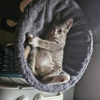 Rescue Domestic Short Hair Cats for Adoption in Portland, Oregon - Orion | PetCurious