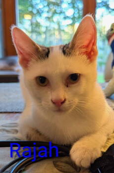 Rescue Domestic Short Hair Cats for Adoption - Rajah | PetCurious
