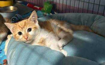 Habanero -  Domestic Short Hair Cat Available for Adoption in Dale City, Virginia - Habanero | PetCurious
