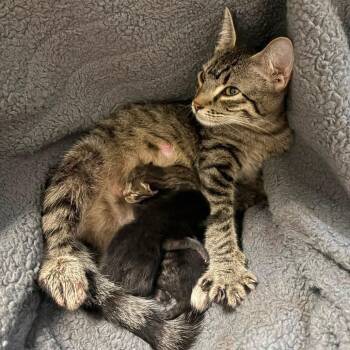 Skippyjon Jones -  Domestic Short Hair Cat for Adoption in Dekalb, Illinois - Skippyjon Jones | PetCurious