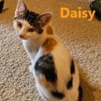 Jack and Daisy -  Domestic Short Hair Cat for Adoption in Olympia, Washington - Jack And Daisy | PetCurious