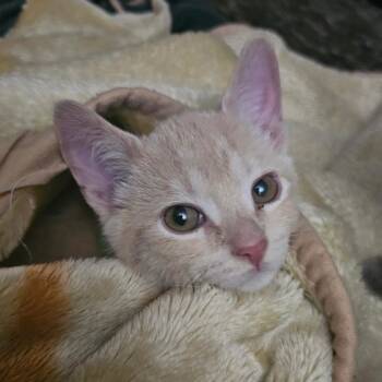 Domestic Short Hair Cats Available for Adoption - Nectar | PetCurious