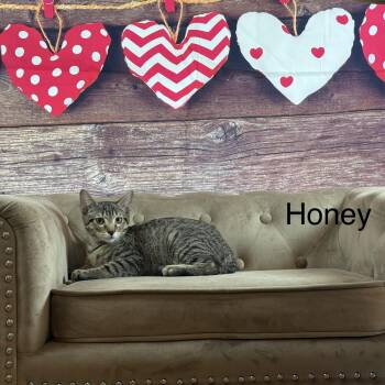 Honey -  Domestic Short Hair Cat for Adoption in Houston, Texas - Honey | PetCurious