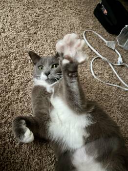 American Shorthair Cats Available for Adoption - Juicy  | PetCurious