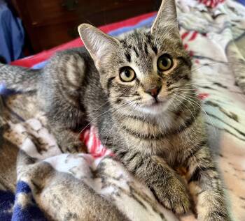 Kyra -  Domestic Short Hair Cat for Adoption in Rocky Hill, Connecticut - Kyra | PetCurious