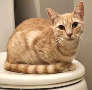 Beetle and Cooper -  Domestic Short Hair Cat for Adoption in New York, New York - Beetle And Cooper | PetCurious