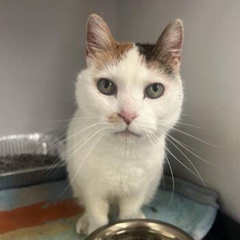 Polly -  Domestic Medium Hair Cat for Adoption in Park City, Utah - Polly | PetCurious