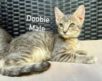 Doobie -  Tabby Cat for Adoption in Binghamton, New York - Doobie | PetCurious